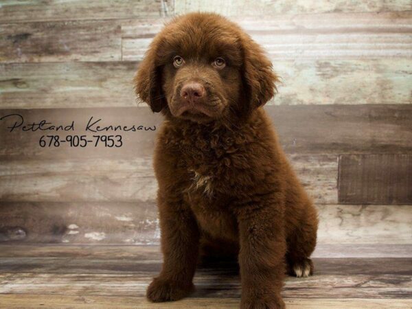 Newfoundland-DOG-Male-Chocolate-20985-Petland Kennesaw, Georgia