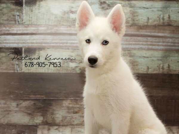 Siberian Husky DOG Female White 20988 Petland Kennesaw, Georgia