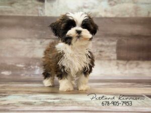 Malshi-DOG-Male-Brindle White-21012-Petland Kennesaw, Georgia