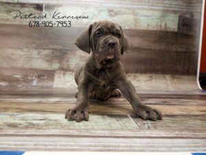 Neapolitan Mastiff-DOG-Male-Blue-21014-Petland Kennesaw, Georgia