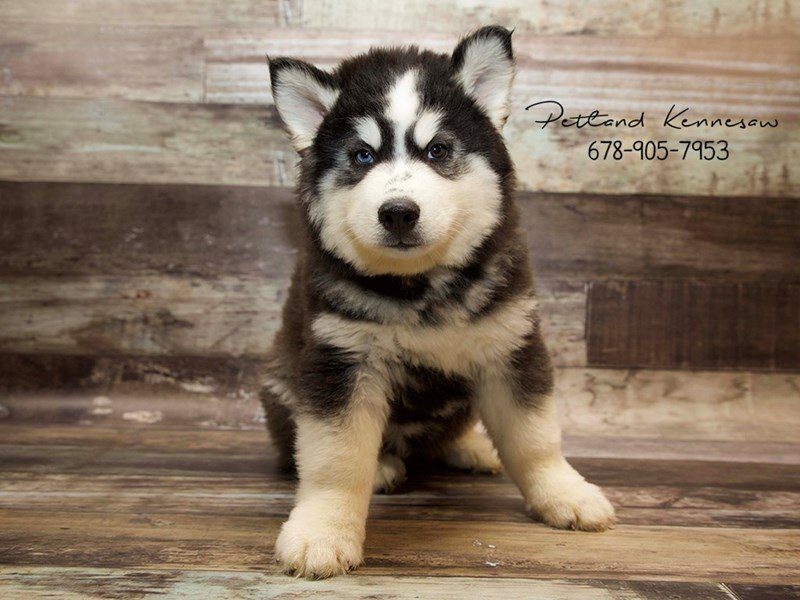 Siberian Husky Puppy blk-wh ID:21050 Located at Petland Kennesaw