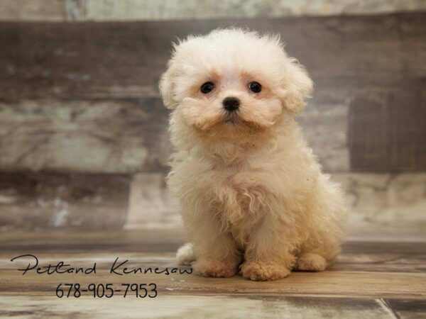 Maltese-DOG-Female-WHITE-21045-Petland Kennesaw, Georgia