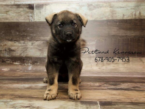 Norwegian Elkhound DOG Male BLK-GRAY 21042 Petland Kennesaw, Georgia