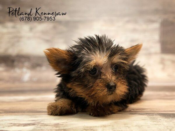 Yorkshire Terrier DOG Male Black / Tan 21023 Petland Kennesaw, Georgia