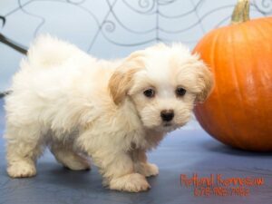 Malshi-DOG-Female-Brw-Wht-21119-Petland Kennesaw, Georgia