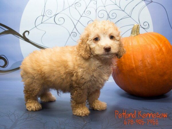 Mini Goldendoodle 2nd Gen-DOG-Male-GOLDEN-21112-Petland Kennesaw, Georgia