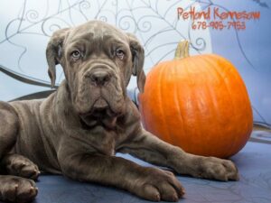 Neapolitan Mastiff-DOG-Female-BL-21105-Petland Kennesaw, Georgia