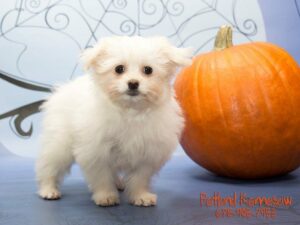Bichon Poo-DOG-Male-Cream / White-21097-Petland Kennesaw, Georgia