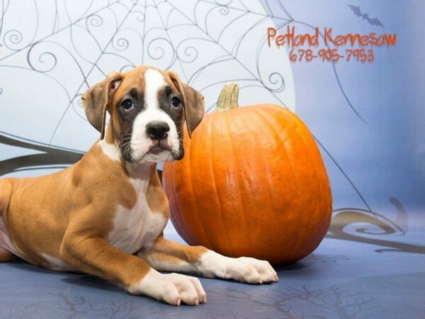 Boxer DOG Male fn & wh 21092 Petland Kennesaw, Georgia