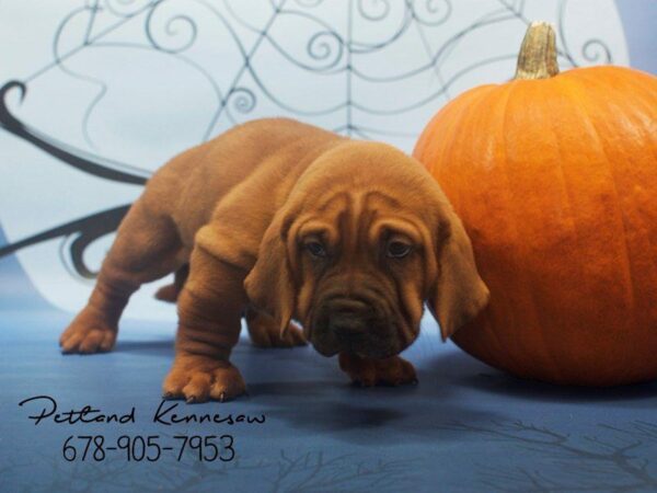 Walrus-DOG-Male-Fawn-21152-Petland Kennesaw, Georgia