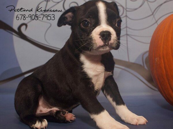 Boston Terrier-DOG-Male-Black Brindle / White-21140-Petland Kennesaw, Georgia