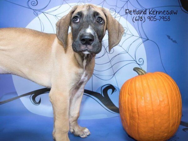 Great Dane-DOG-Female-Fawn-21195-Petland Kennesaw, Georgia