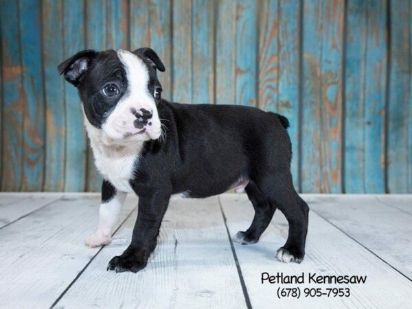 Boston Terrier-DOG-Male-blk-wht-21269-Petland Kennesaw, Georgia