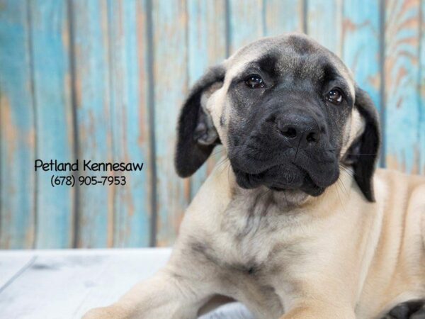 English Mastiff-DOG-Female-Fawn-21181-Petland Kennesaw, Georgia