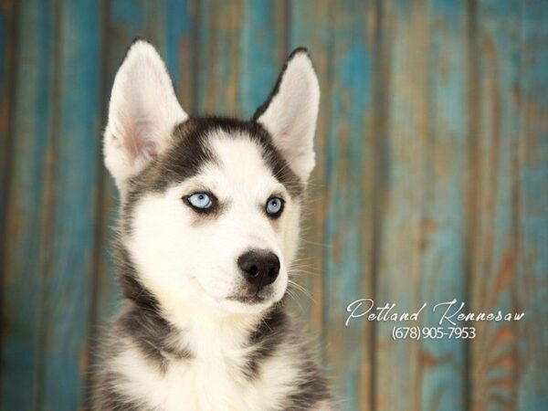 Siberian Husky DOG Female Black / White 21286 Petland Kennesaw, Georgia