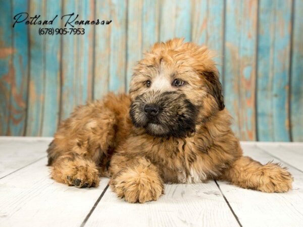 Soft Coated Wheaten Terrier DOG Female Wheaten 21285 Petland Kennesaw, Georgia