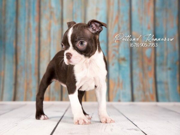 Boston Terrier DOG Female Seal / White 21275 Petland Kennesaw, Georgia