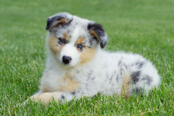 5 Awesome Australian Shepherd Facts