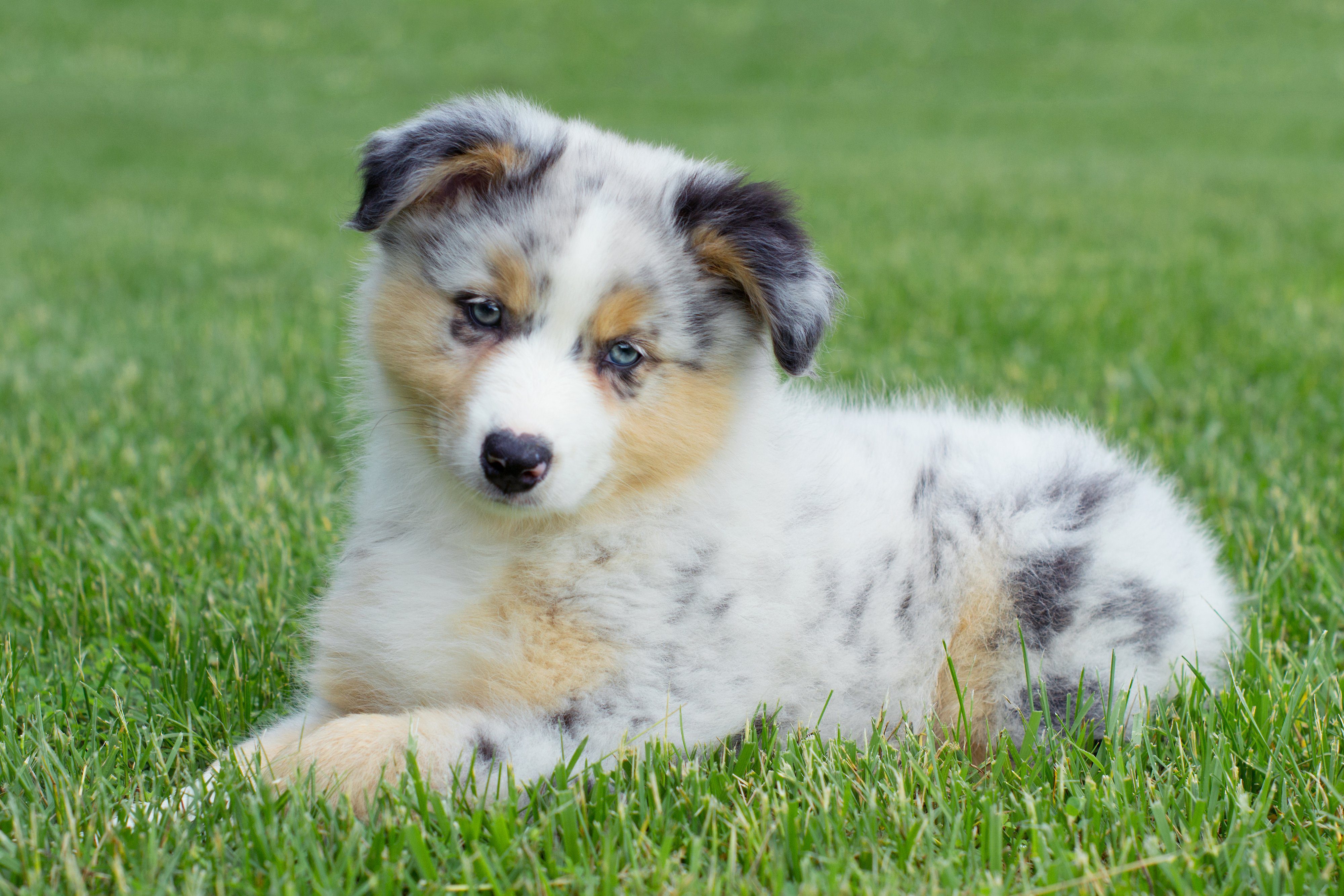 Are Australian Shepherd Born Without Tails Are Australian Shepherd Born Without Tails