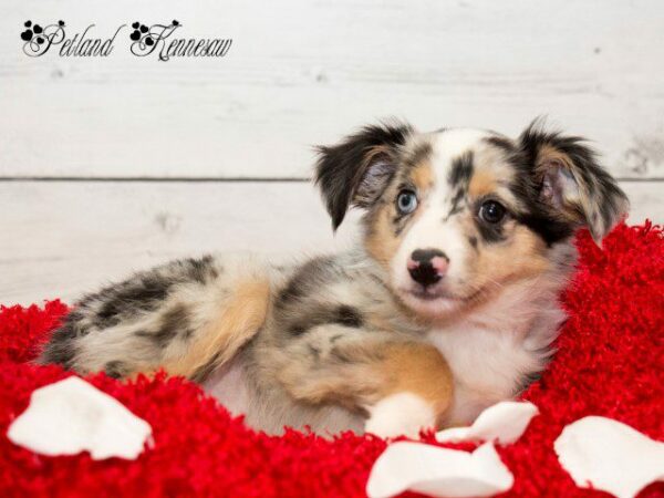 Australian Shepherd-DOG---AUSTRALIANSHEPHERDAUSTRALIANSHEPHERD15JPG-Petland Kennesaw, Georgia