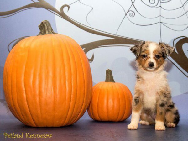 Australian Shepherd DOG AUSTRALIANSHEPHERDAUSTRALIANSHEPHERD24JPG Petland Kennesaw, Georgia