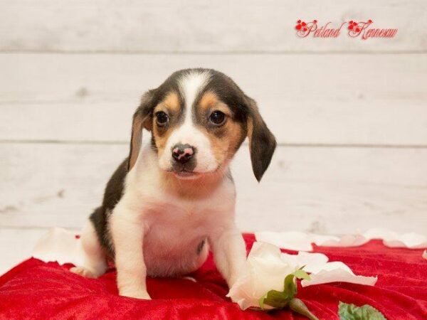 Beagle-DOG---BEAGLEBEAGLE14JPG-Petland Kennesaw, Georgia