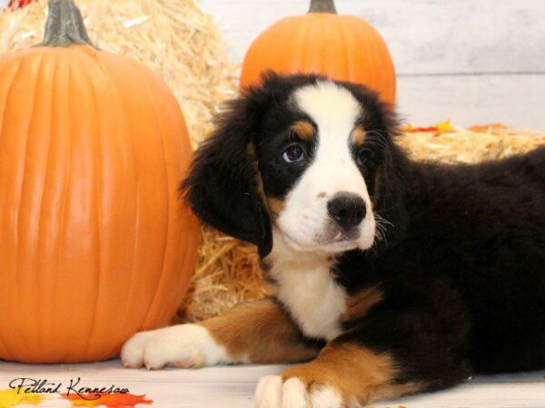 Bernese Mountain Dog-DOG---BERNESEMOUNTAINDOGBERNESE03JPG-Petland Kennesaw, Georgia