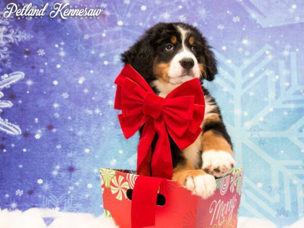 Bernese Mountain Dog-DOG---BERNESEMOUNTAINDOGBERNESE04JPG-Petland Kennesaw, Georgia