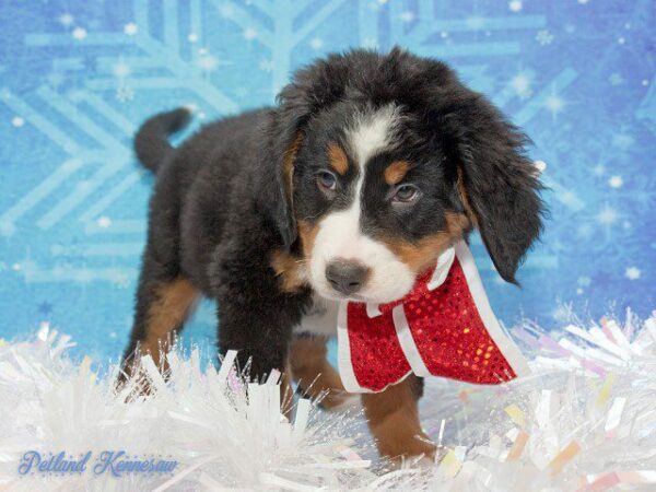 Bernese Mountain Dog-DOG---BERNESEMOUNTAINDOGBERNESE05JPG-Petland Kennesaw, Georgia