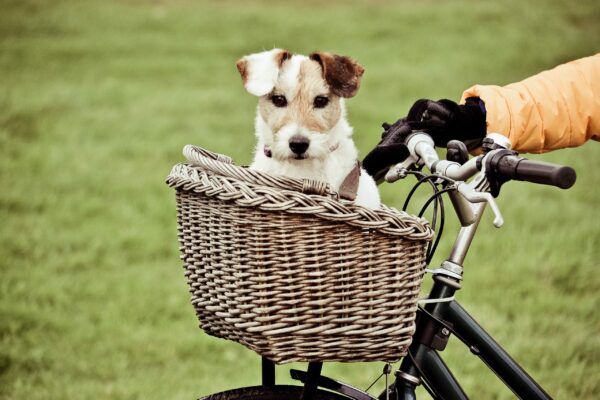 Safety Tips For Biking With Your Pooch