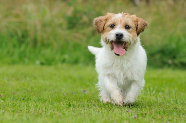 Keeping Your Puppy Happy & Well Adjusted Outdoors