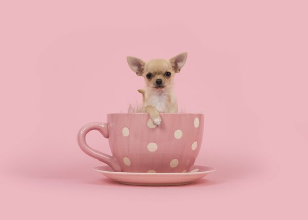 3 Tips for Living as a  Minimalist Dog Owner