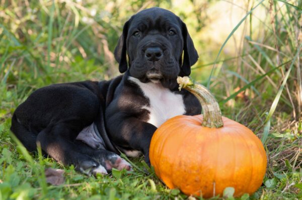 Great Pumpkin Treats for the Fall!