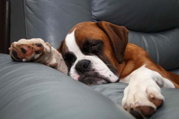 3 Ways Pets Make Parenting A Little Easier