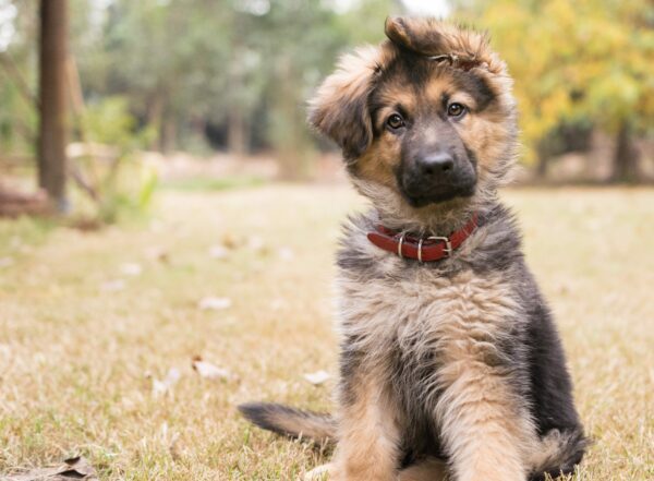 5 Creative Winter Photoshoot Ideas for your Puppy