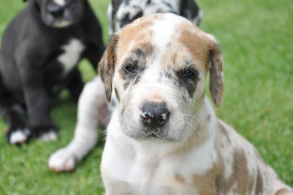 5 Reasons We Adore Big Dog Breeds