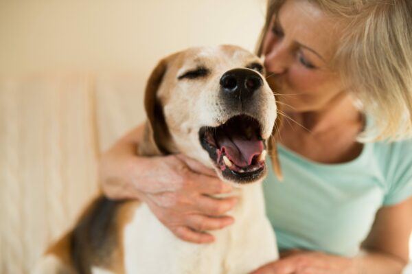 5 Dog Related Tax Deduction