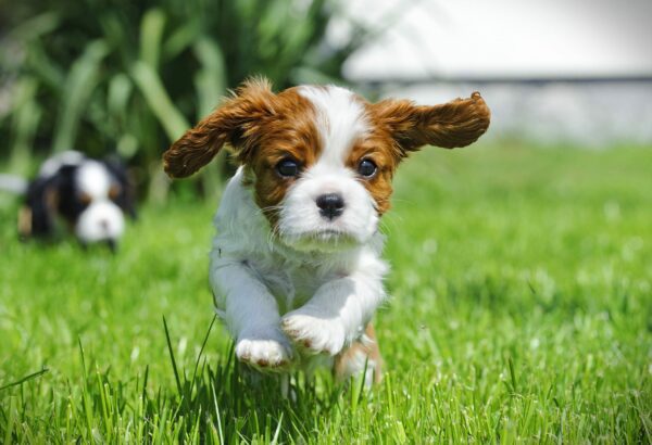 5 Must-Haves for Life With a New Puppy