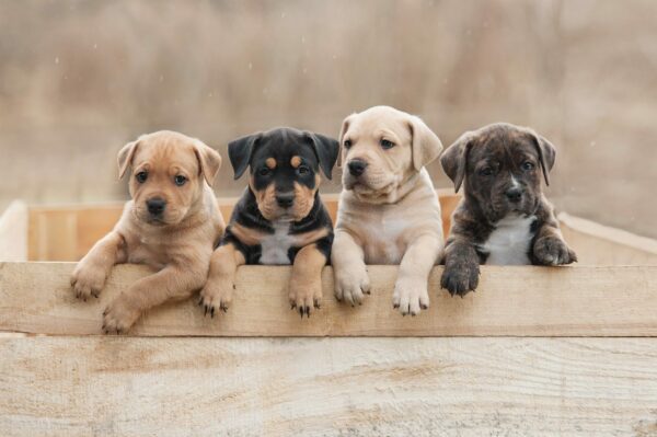 Five Tips For a Healthy & Happy Puppy Smile