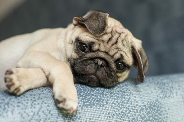 Are You Considering Buying a New Puppy?