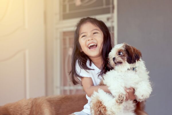Three Hypoallergenic Puppies
