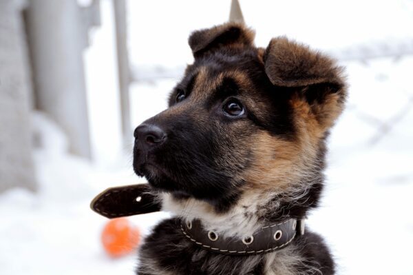 Dogs That Make Great Friends For an Only Child