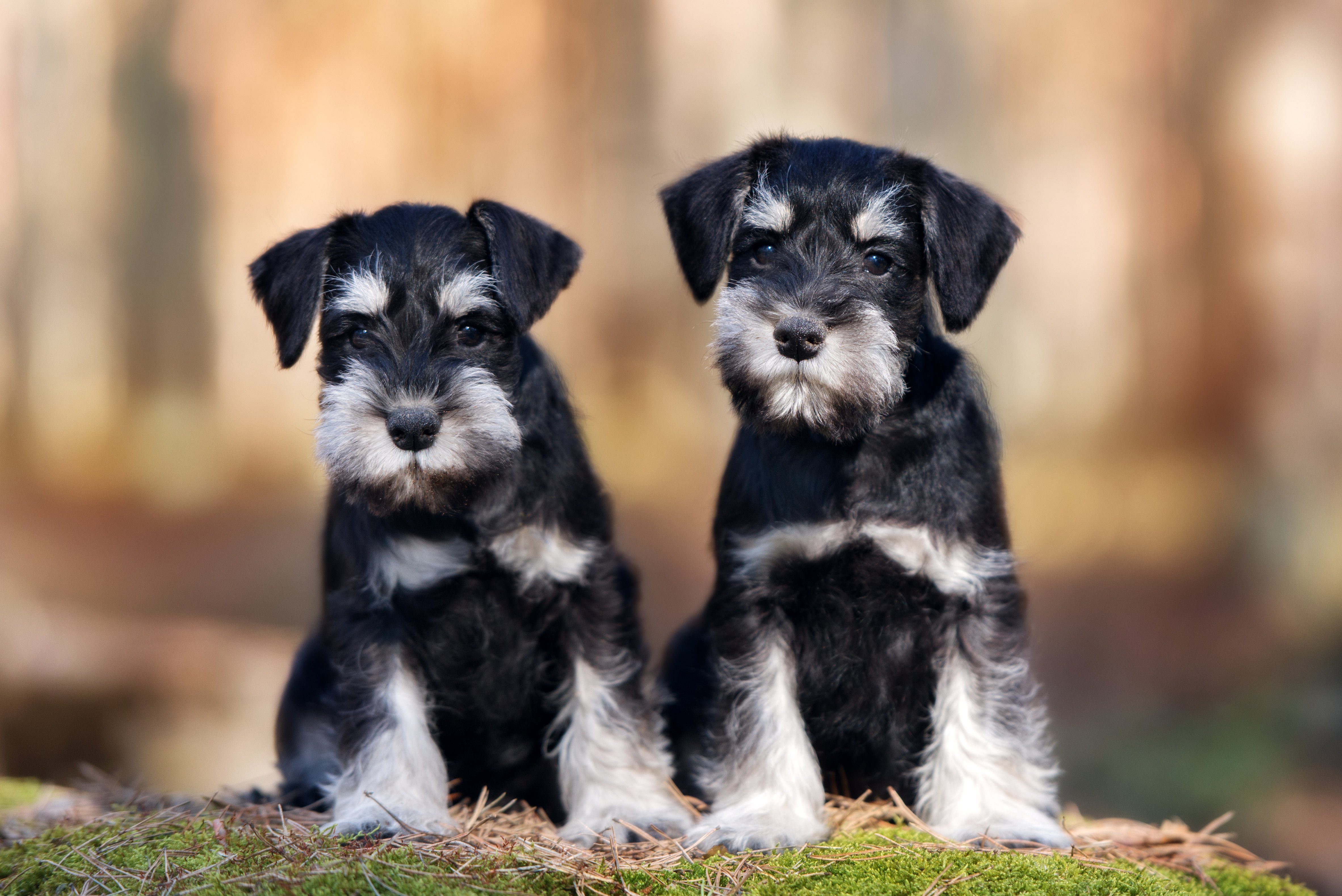 Best Puppies for a Single Parent at Home