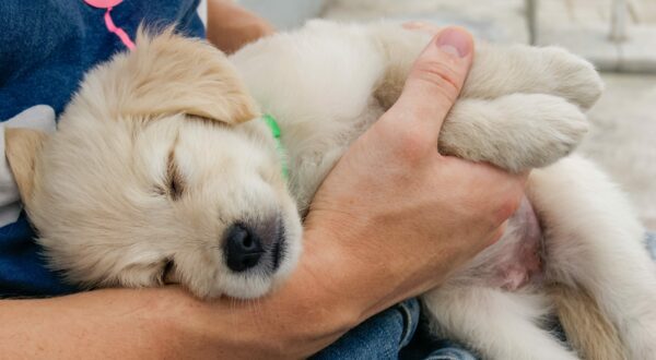 Best Dogs to Help with Anxiety and Depression