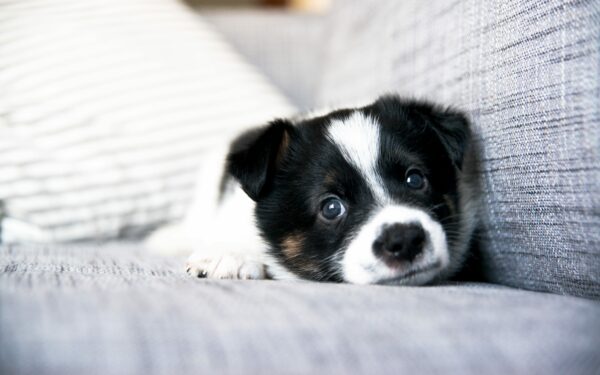 4 Ways to Care for a Puppy While You Are at Work