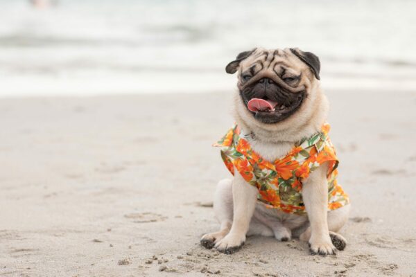 Mini-Vacation with your Puppy!