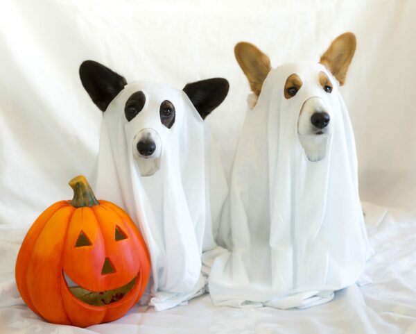 Trick or Treat- Fun Halloween Pet Projects ?
