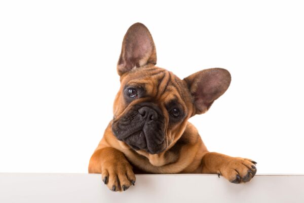 Top 3 Puppy Breeds for Teaching Children Responsibility