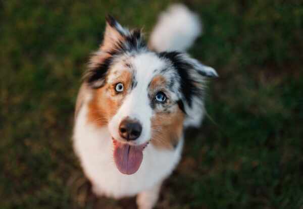 National Deaf Dog Week  2019