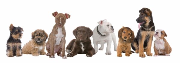 Can Dogs Heal the Winter Blues?